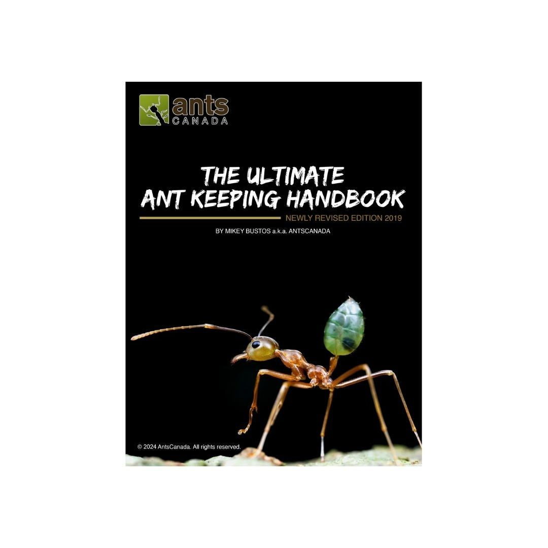 The Ultimate  Ant Keeping Starter Kit