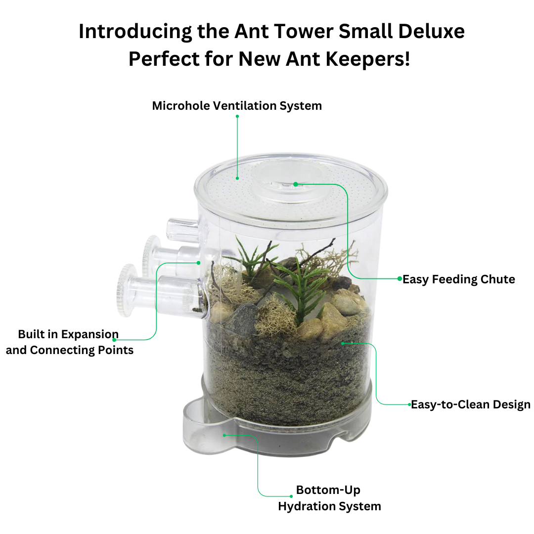 Ant Tower Small™ Deluxe