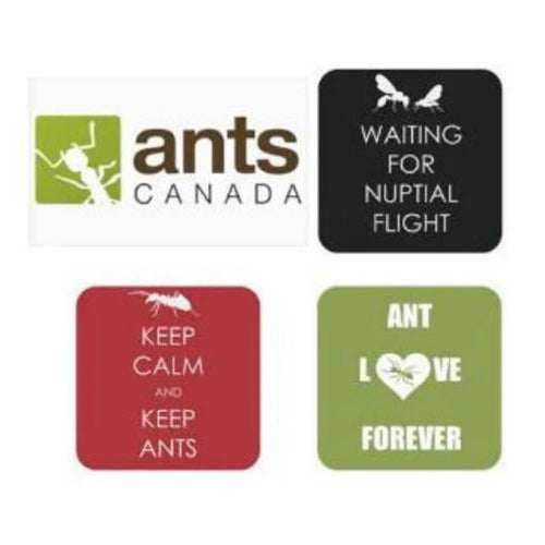 AntsCanada Stickers 4-Pack